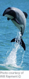 free gift hector dolphin adoption pack
