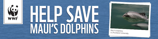 Help Save Maui Dolphins!